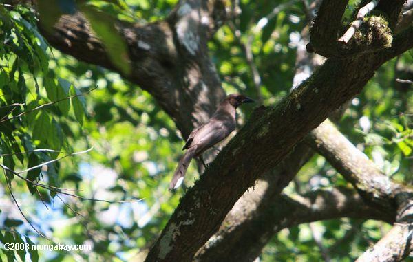 коричневая Jay (cyanocorax morio)