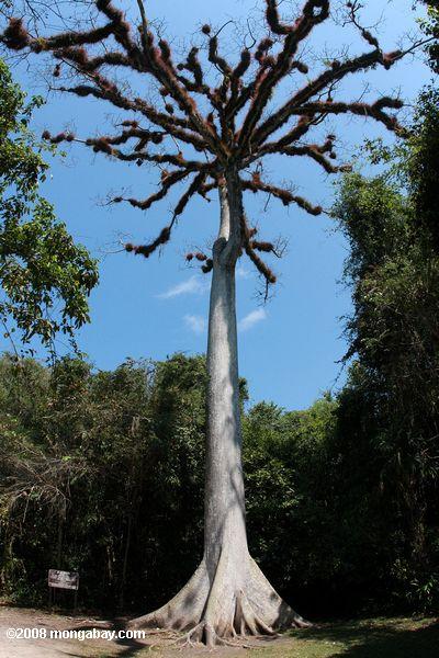 epífito carregadas de Ceiba árvore