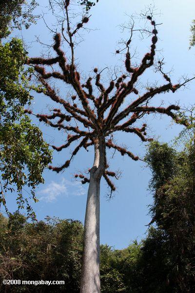 Epiphyte-Laden arbre Kapok