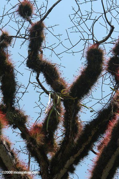 epiphytes denslyをカポックノキ木の枝に成長する