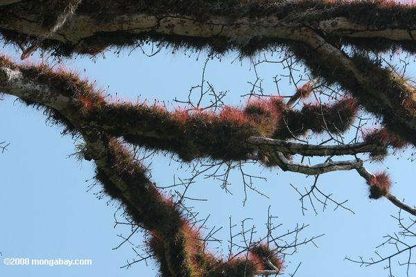 epiphytes растет densly на ветвях деревьев капок