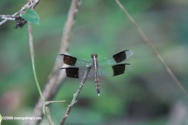 hellgrau Libelle mit blank-gebändert Flügel