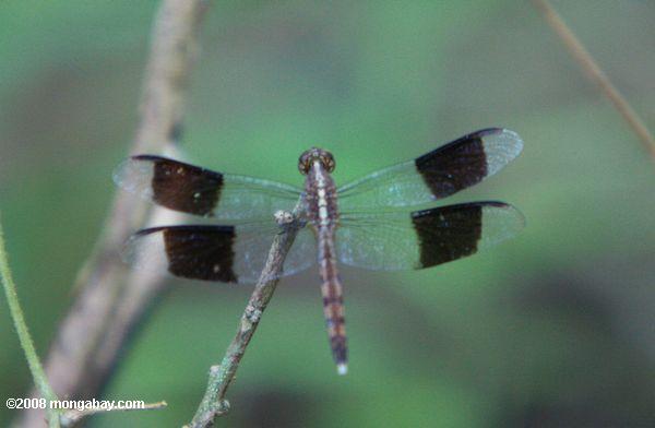 cinza claro libélula em branco com faixas-alas