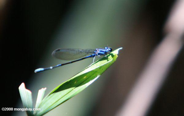 azul libélula