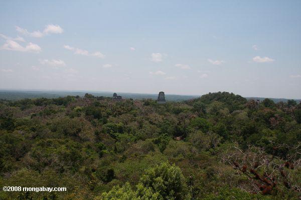 Ruines de Tikal poking de la forêt tropicale