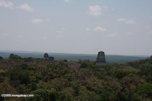 Tikal ruinas protuberantes de la selva