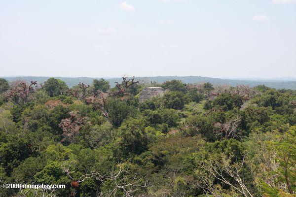 熱帯雨林から突き出したティカルのマヤ遺跡