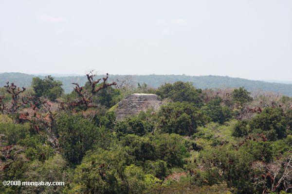 Les ruines de Tikal saillie de la forêt tropicale