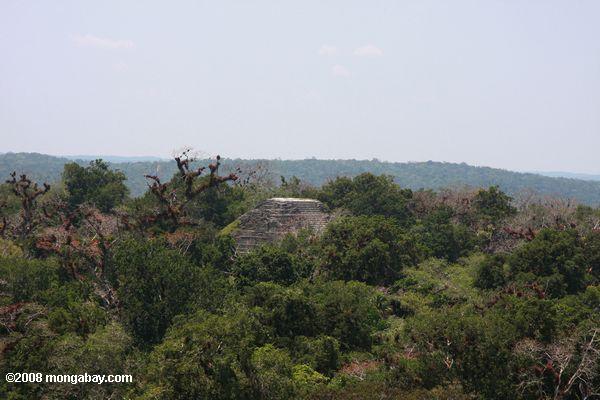 Tikal Ruinen hervorstehende aus dem Regenwald