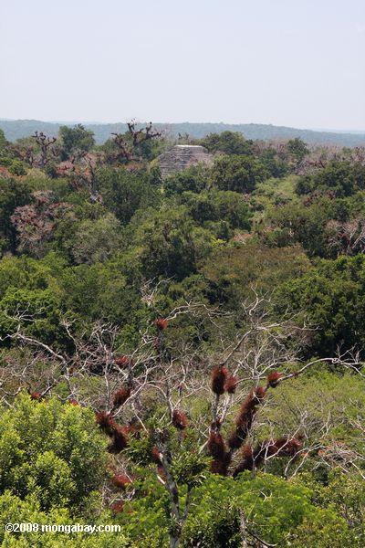 Руины майя Тикаль торчащий из тропических лесов