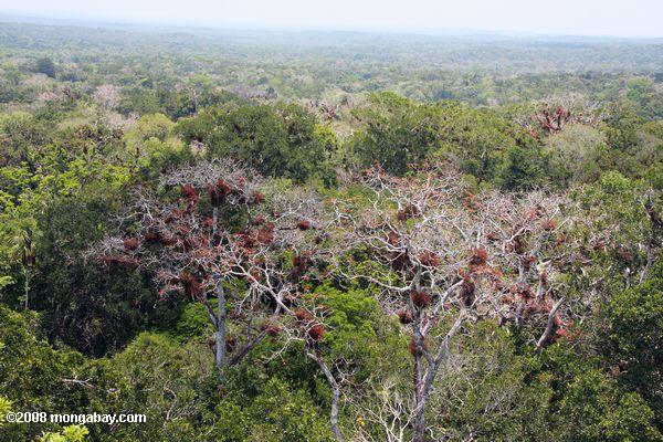árboles de dosel en Tikal