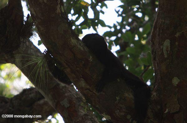 Howler negro descansando en un árbol