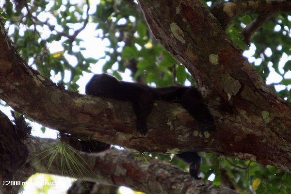Howler negro descansando en un árbol