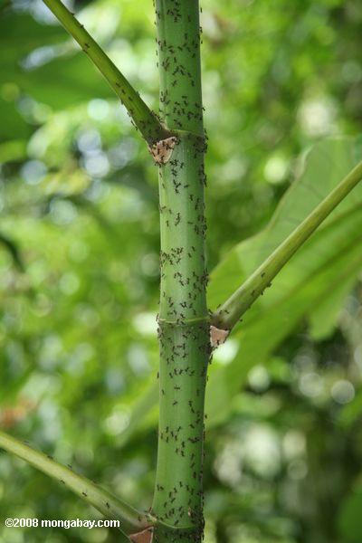 アステカアリの共生関係の一環としてcecropiaの木を守る