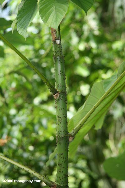 simbiose entre a Cecropia treee defensiva azteca e formigas