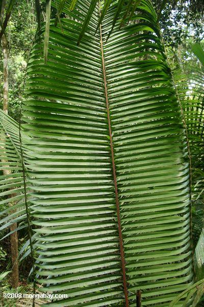 Странно пальмовых листьев