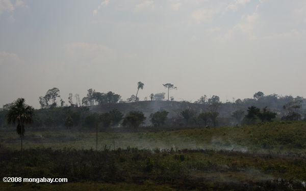 Burning la savane pour l'agriculture au Guatemala