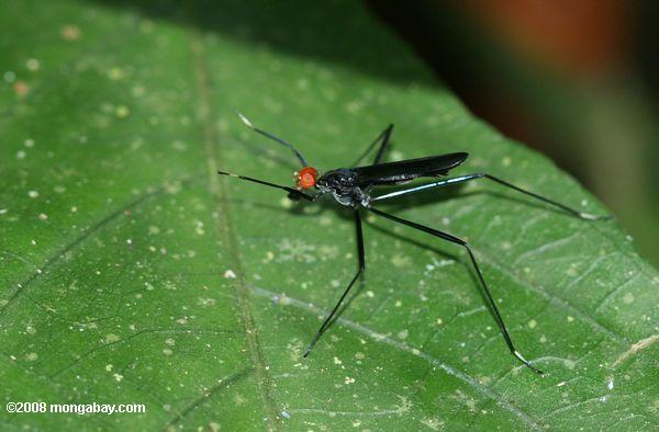 schwarze Insekt mit einem orange-roten Kopf