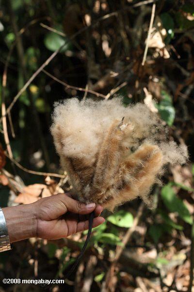 sementes de algodão, contendo a árvore Balsa