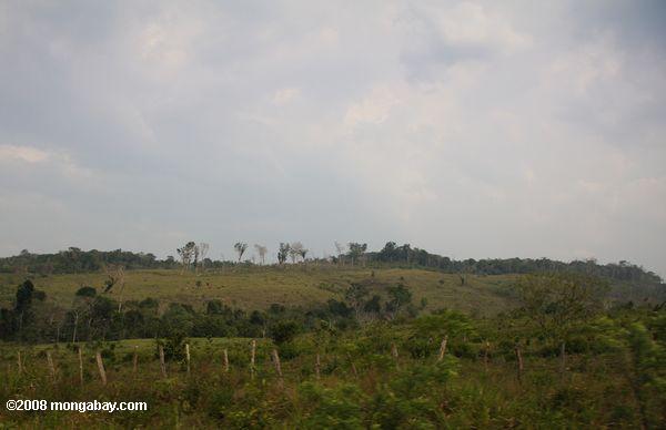 牛の放牧風景の森林伐採