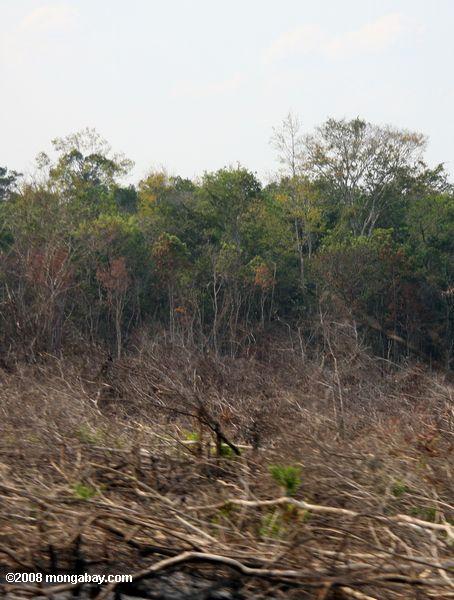 Entwaldung in Guatemala