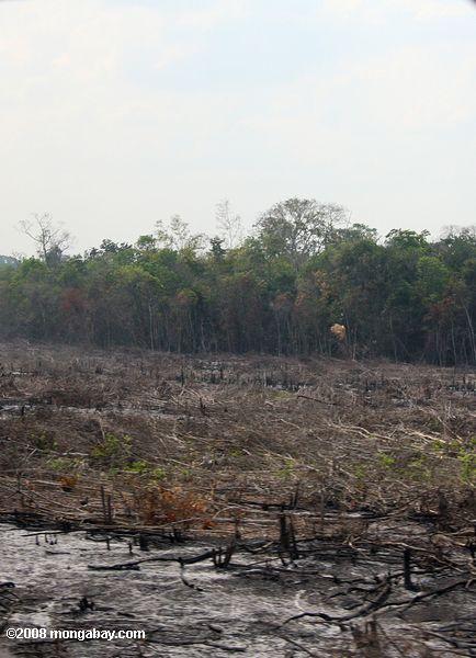 la deforestación en Guatemala
