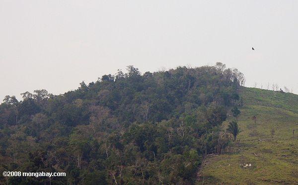 la deforestación en Guatemala