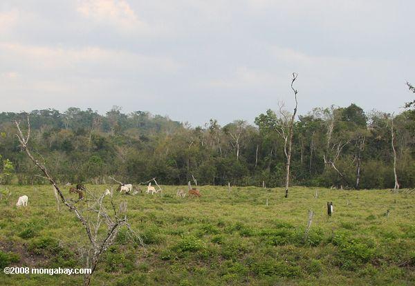 クリアグアテマラでは牛の放牧の切削