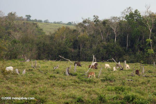 Le pâturage du bétail sur d'anciennes terres forêt tropicale