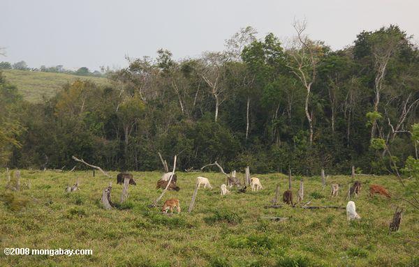 Rinder Beweidung auf ehemaligen Regenwald Land