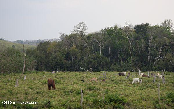Le pâturage du bétail sur d'anciennes terres forestières tropicales