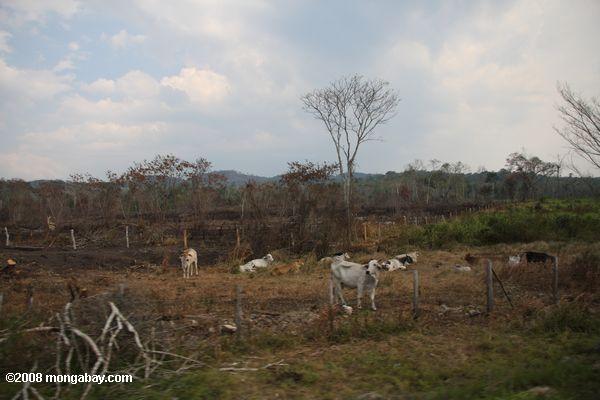 旧熱帯林の土地に牛の放牧