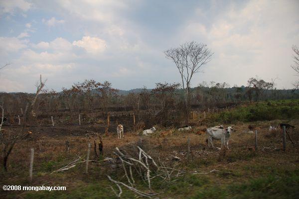 выпас скота на территории бывших тропических лесов