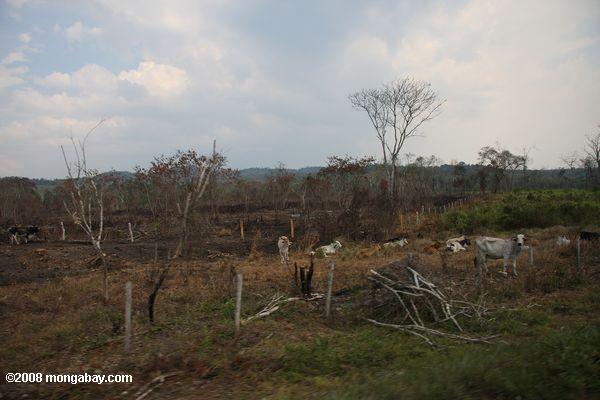 Le pâturage du bétail sur d'anciennes terres forestières tropicales