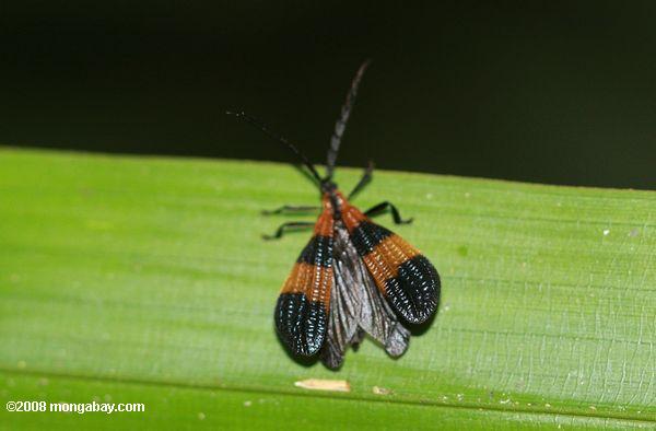 黒とオレンジ色の昆虫