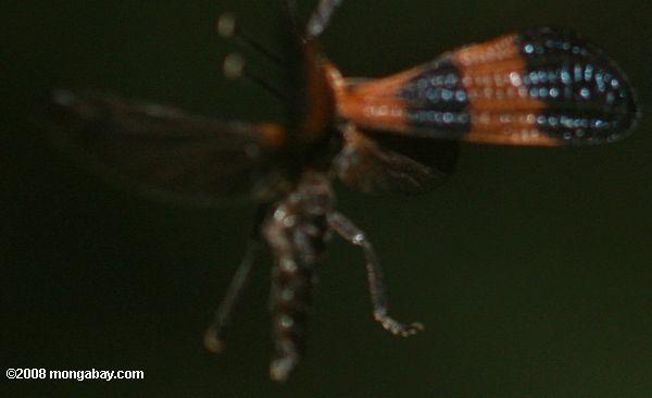 schwarz und orange Insekten im Flug