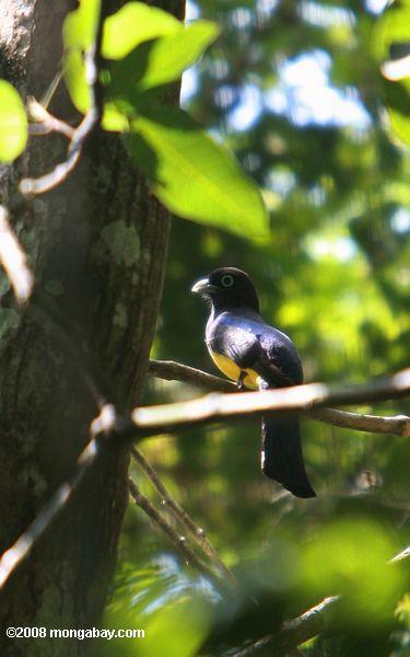 頭の黒いキヌバネドリ（キヌバネドリmelanocephalus ）