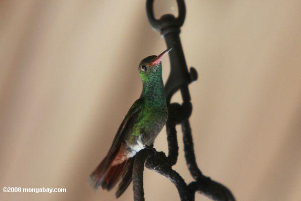 Rufous-tailed Hummingbird (amazilia tzacatl)