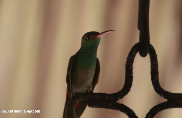 rufous-colibrí de cola (Amazilia tzacatl)