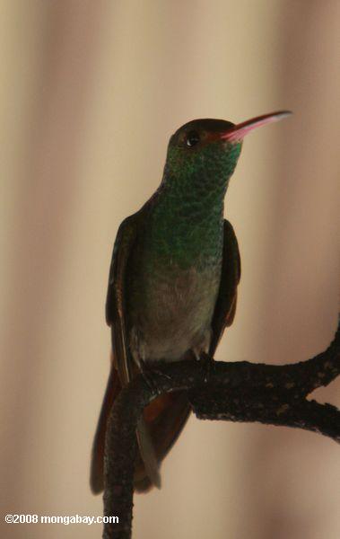 рыжий-хвостатых Hummingbird (amazilia tzacatl)