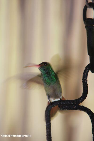 rufous-colibrí de cola (Amazilia tzacatl)