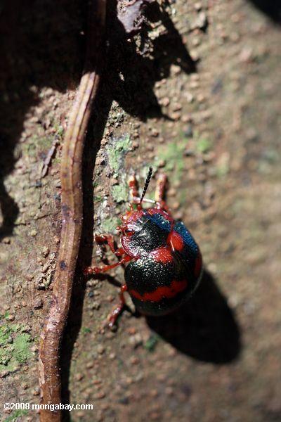 escarabajo de color verde oscuro con manchas rojas