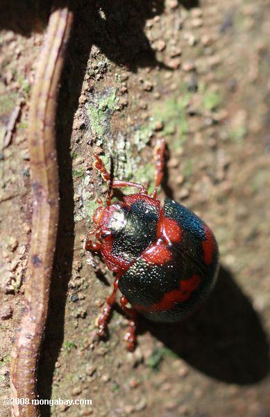 dunkelgrün Käfer mit roten Flecken