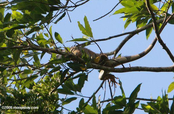 iguana verde comendo folhas na copa