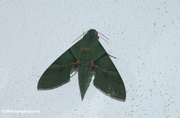 暗緑色の蛾