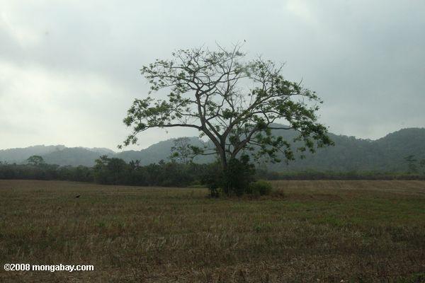 solo árbol en pie en un terreno deforestado