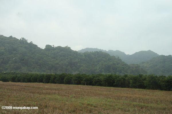 обезлесенных равнина