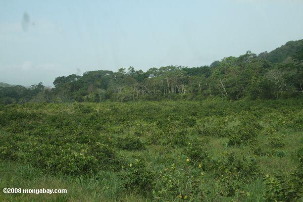 débil-alaranjado procurando pomar plantado em terra antiga floresta tropical