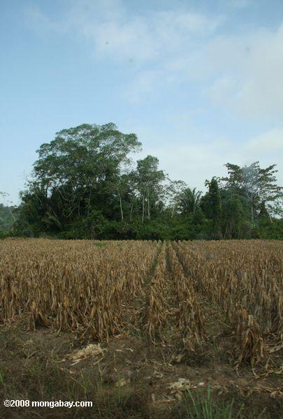Maïs plantés sur d'anciennes terres forêt tropicale