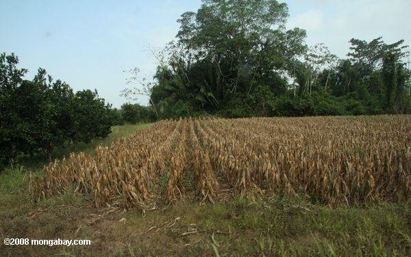 Champ de maïs transformé de forêts tropicales sur la terre